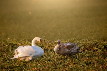 Łabędzie  © Magical moments