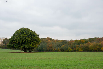 autumn coloured trees with golden orange and yellow foliage
