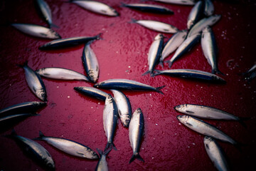 Fischfang