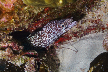 Morey spotted Eel on the Caribbean sea similar to Egypt or great barrier Australia