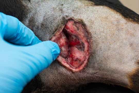 Close-up photo of a wound in dog