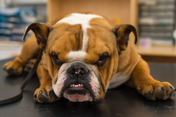 english bulldog on the consult table at the veterinary clinic