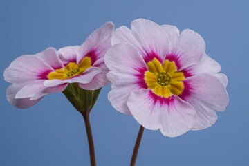 Close up of a pink primrose spring flower on bright blue plain background, primula polyanthas 