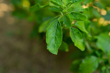 The holy basil or hot basil, Ocimum sanctum