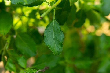 The holy basil or hot basil, Ocimum sanctum