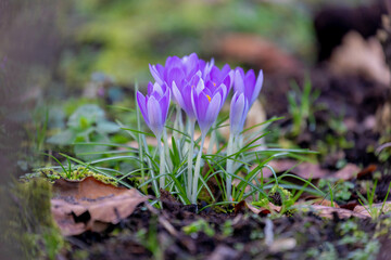 Selective focus of white purple crocus flowers with green leaves growing on the grass meadow, The flowers are one of the brightest and earliest spring bloom, Natural floral background.