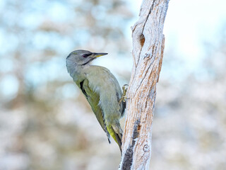 Grey-headed woodpecker (Picus canus)