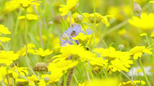 Honeybee feeding and flying from a meadow of Corn Marigold