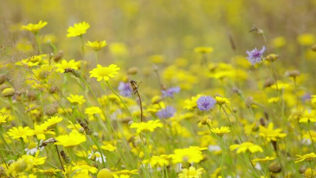 Wildflower meadow predominantly corn marigold camera close up angle