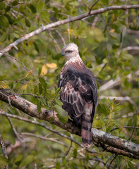 Changeable hawk-eagle or crested hawk-eagle is a large bird of prey species of the family Accipitridae. this photo was taken from sundarbans national park,Bangadesh.