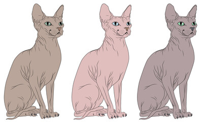 Set of hand drawn vectors of a sitting Sphynx cat