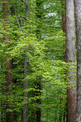 Fototapeta na wymiar Geres green woods during spring
