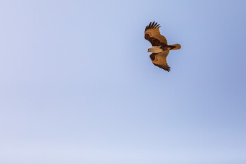 Brahminy kite, red-backed sea-eagle, white neck eagle flying in the clear day sky 