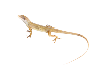 lizard without background