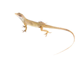 Foto op Plexiglas lizard without background © Renato