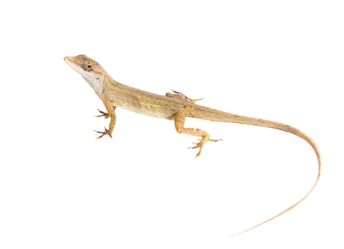 lizard without background