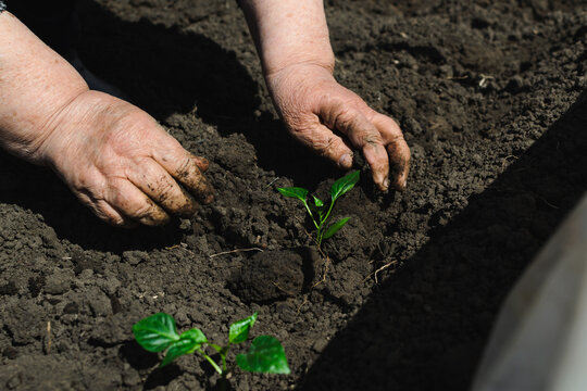 Close-up of hands planting a young seedling in rich garden soil, the image captures the essence of gardening and nurturing life, emphasizing a connection with nature.