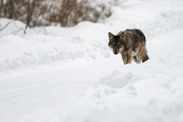 Grey Wolf, Canis lupus. Bieszczady Mountains, Poland.