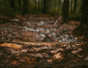 dark surface of tree trunk in forest