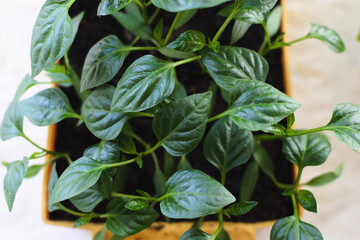 Flat layout of the view from above on the table on which there is an orange box with green seedlings of Bulgarian pepper, copy the space.