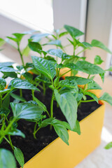 Close-up side view of a green seedling of pepper in a box on a window indoors, preparing sprouts for planting in open ground in warm weather.