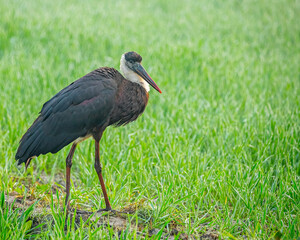 A Woolly necked stork resting in a paddy field