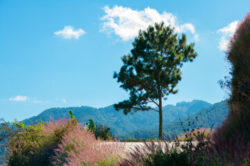 tree in the middle of landscape with mountains and blue sky in constanza dominican republic