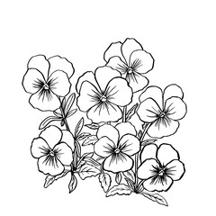 Black-and-white bouquet of violets with leaves and grass. Black outline on white background. Vector illustration - 572344212