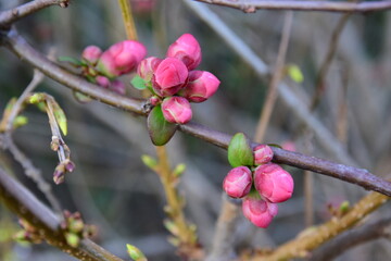 First pink flowers in spring in France