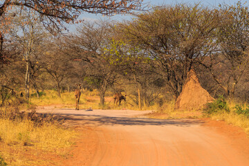 Kudu in natural habitat in Waterberg Plateau National Park in Namibia.