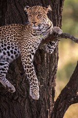 Fig the Leopard, At Rest in a Tree