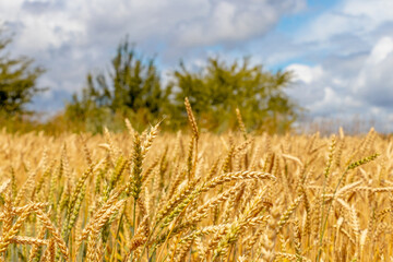Yellow wheat field with ripe ears and trees and sky in the distance