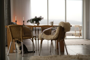 the cat sits in a cozy modern living room and looks out the window