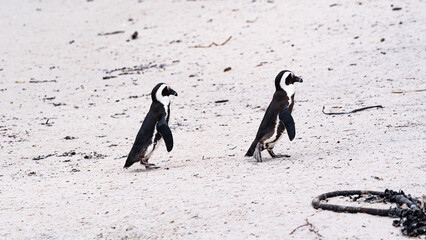 penguins on white sand