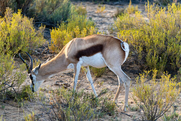 impala in the savannah