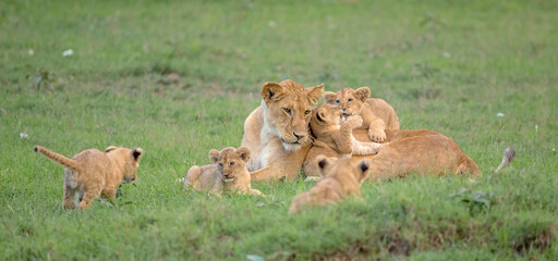 Fototapeta na wymiar Lion Family Playtime