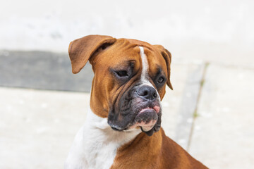 Sesi&oacute;n fotogr&aacute;fica de perro boxer