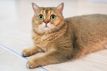 A beautiful Scottish Straight cat looks into the camera with surprised eyes, lying on the floor. Close-up, soft focus.
