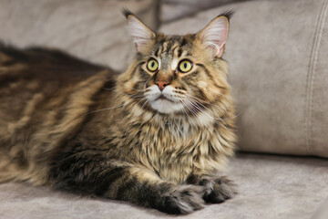 A beautiful Maine Coon is lying on the sofa. The biggest cat. Maine coon. Soft focus.