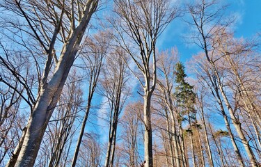 Frühling lässt sein blaues Band wieder flattern durch die Lüfte