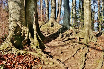 Lichtdurchfluteter Frühlingswald