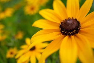 Blackeye Susans6