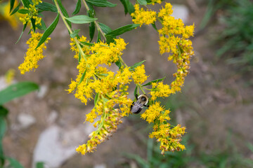 Golden Rod3