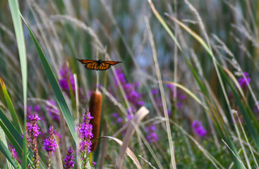 Monarch Butterfly