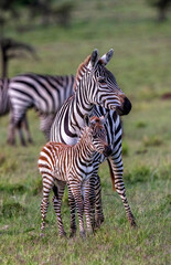 Fototapeta na wymiar Zebra Baby with Mother