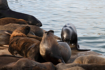 Fototapeta premium Argentina sea lion in the port of mar del plata tourist place june 2020