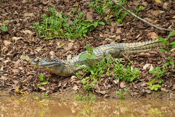 Naklejka premium Animal salvaje, Cocodrilo, vida silvestre Bolivia