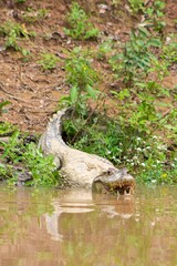 Animal salvaje, Cocodrilo, vida silvestre Bolivia