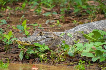 Animal salvaje, Cocodrilo, vida silvestre Bolivia