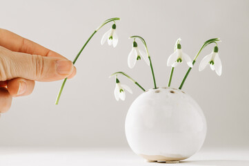 menschliche Hand, Finger halten ein frisches Schneeglöckchen, um es in eine Vase zu stellen. In...